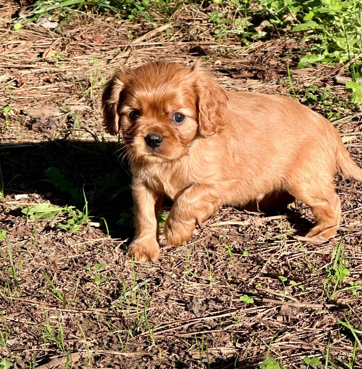 Cavalier King Charles Spaniel Puppies breeder image 19