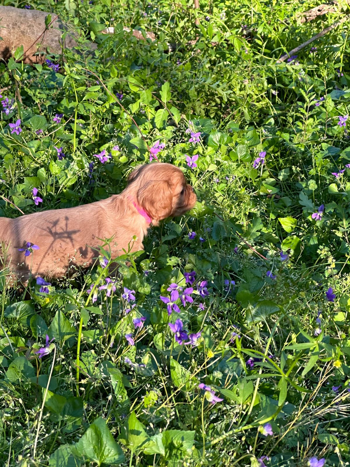 Cavalier King Charles Spaniel Puppies breeder image 21