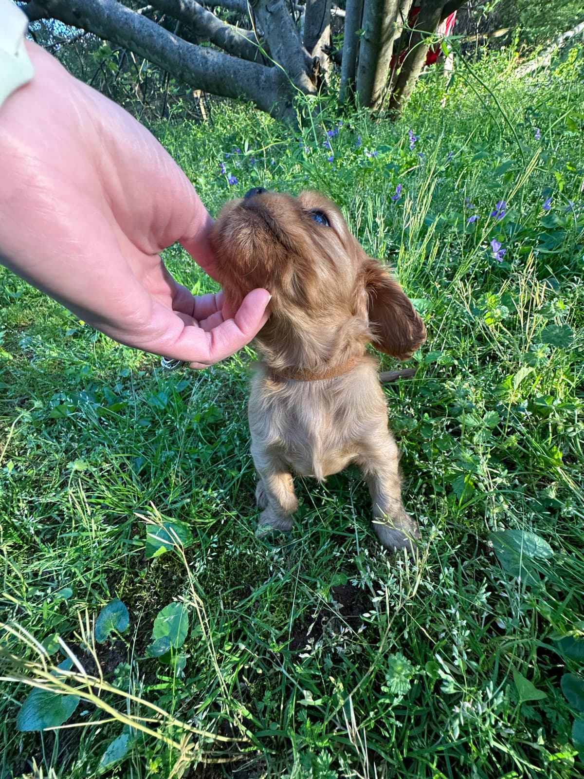 Cavalier King Charles Spaniel Puppies breeder image 22