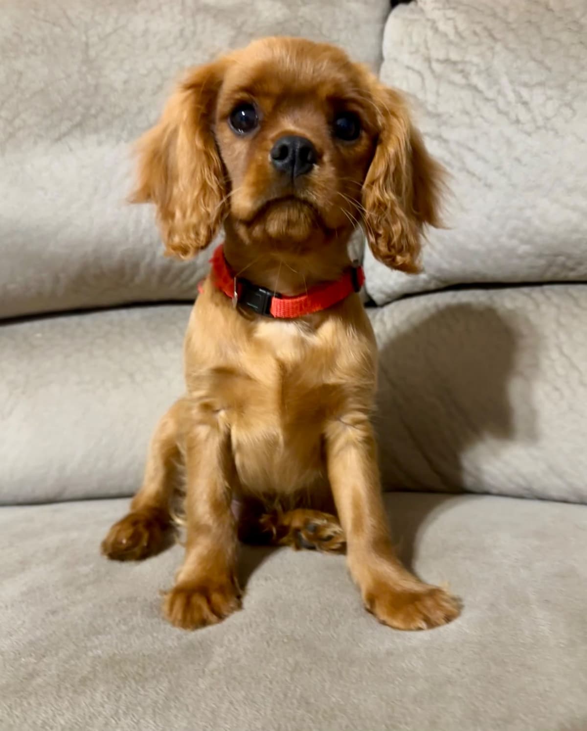 Cavalier King Charles Spaniel Puppies breeder image 1