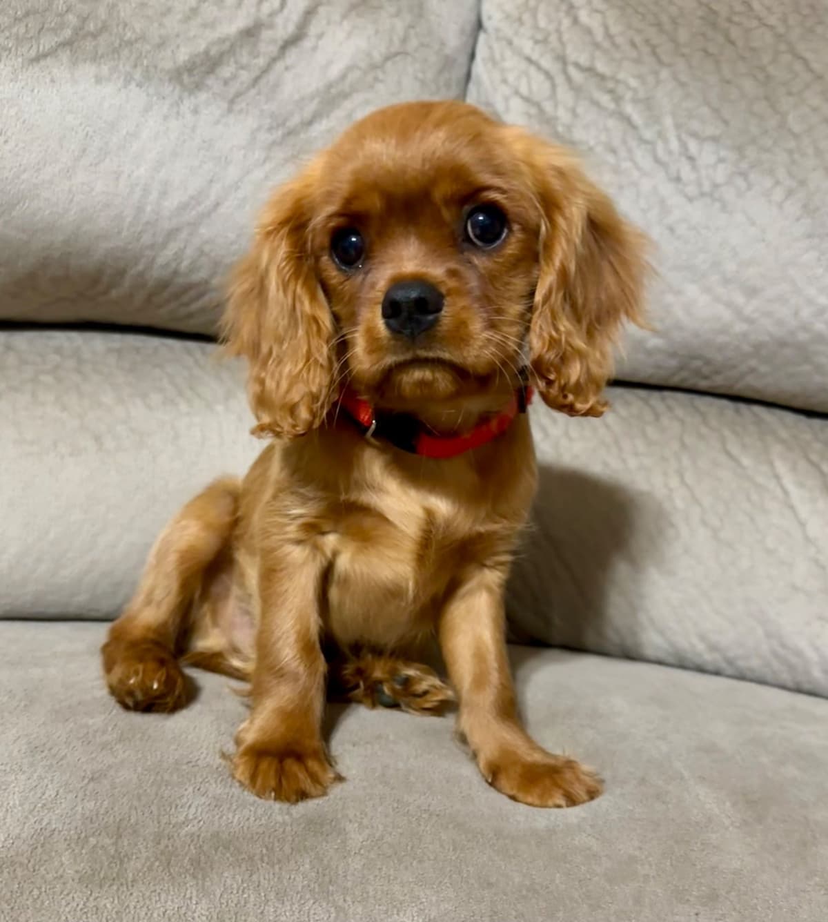 Cavalier King Charles Spaniel Puppies breeder image 26