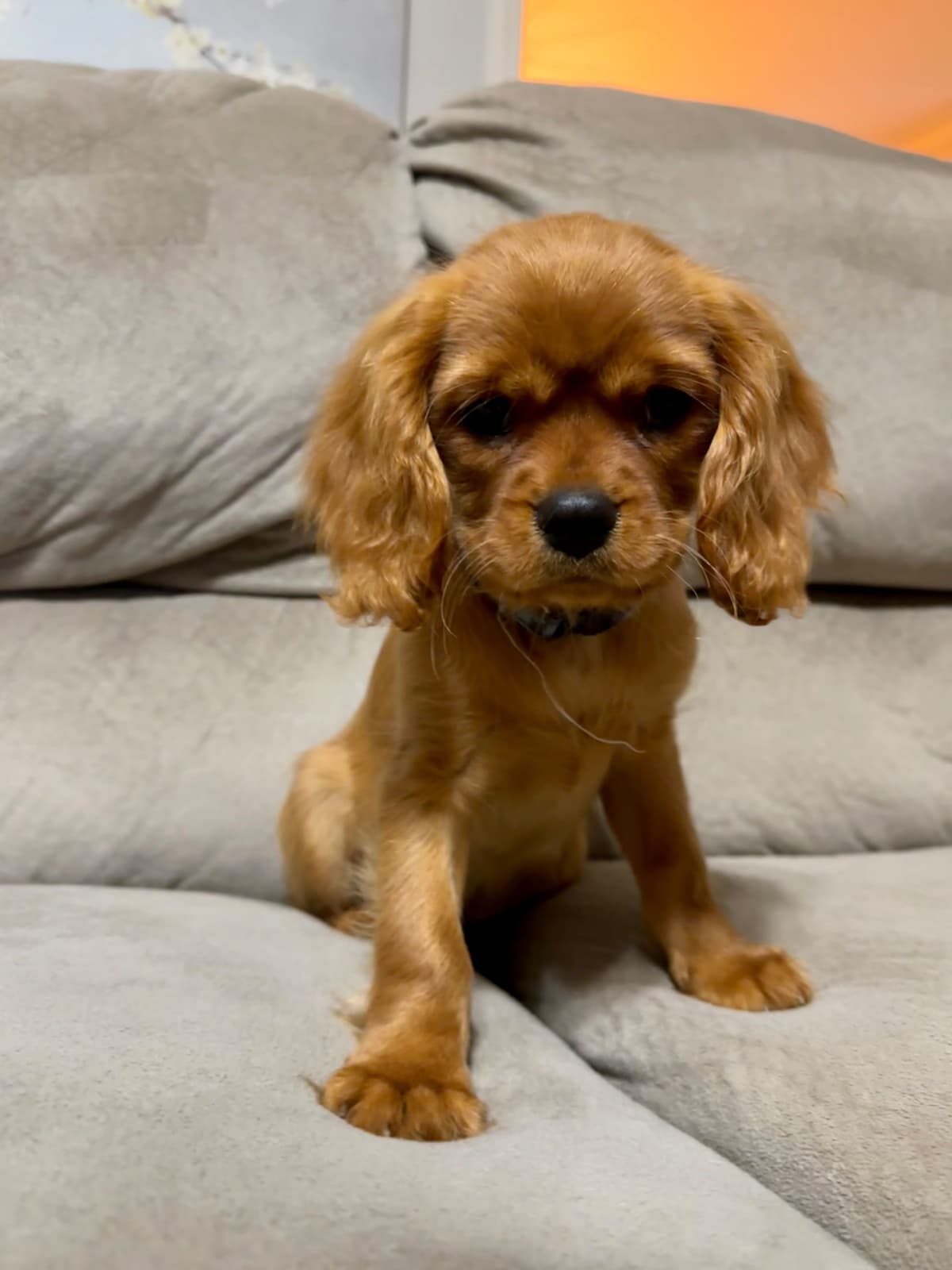 Cavalier King Charles Spaniel Puppies breeder image 28