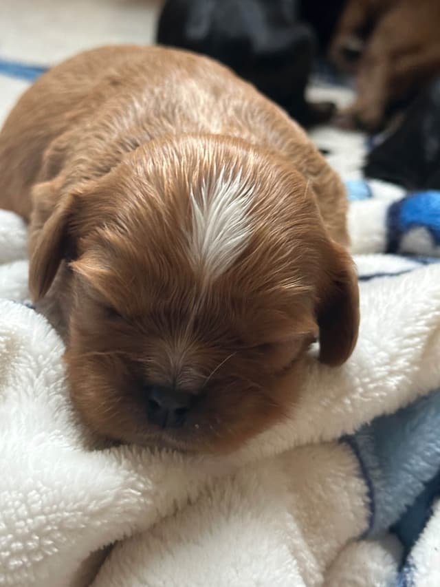 Cavalier King Charles Spaniel Puppies media 7