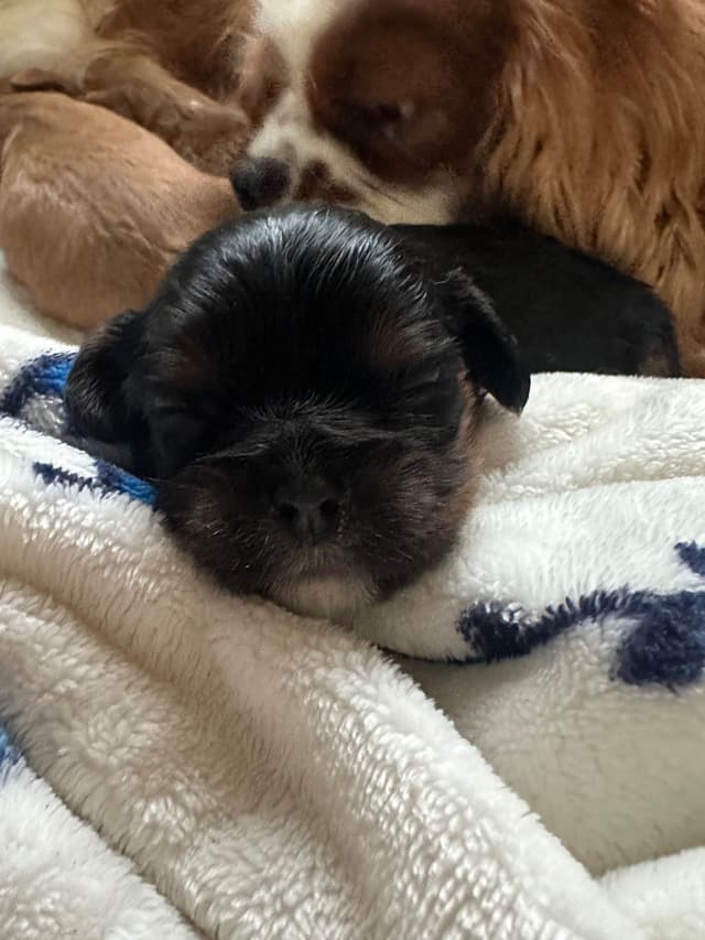 Cavalier King Charles Spaniel Puppies media 12