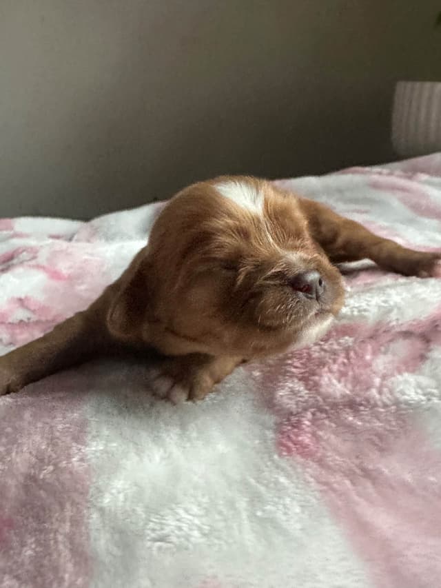 Cavalier King Charles Spaniel Puppies media 13