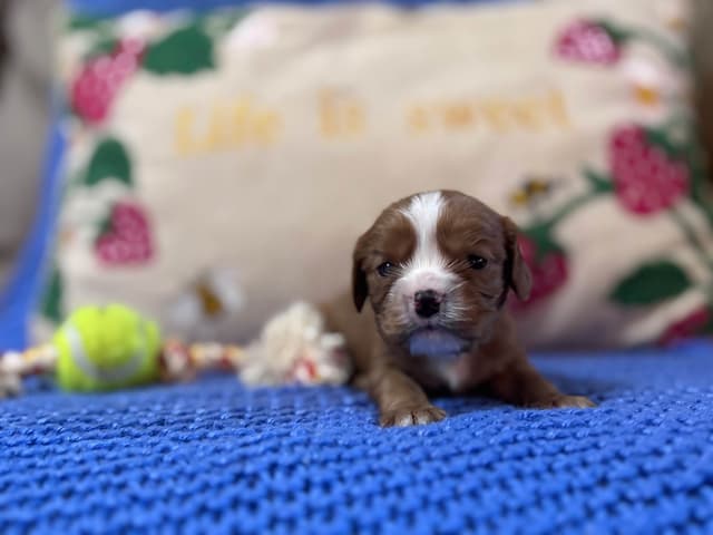 Cavalier King Charles Spaniel Puppies media 3