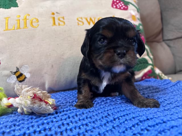Cavalier King Charles Spaniel Puppies media 4