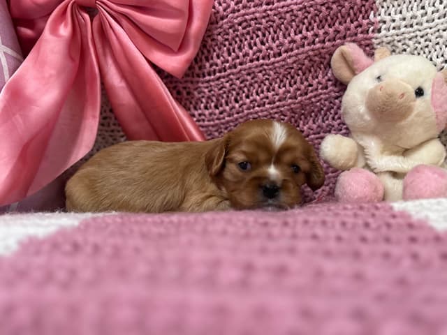 Cavalier King Charles Spaniel Puppies media 5