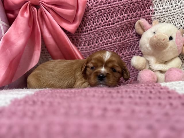 Cavalier King Charles Spaniel Puppies media 9