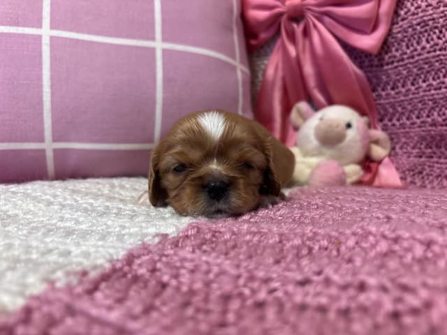 Cavalier King Charles Spaniel Puppies media 8