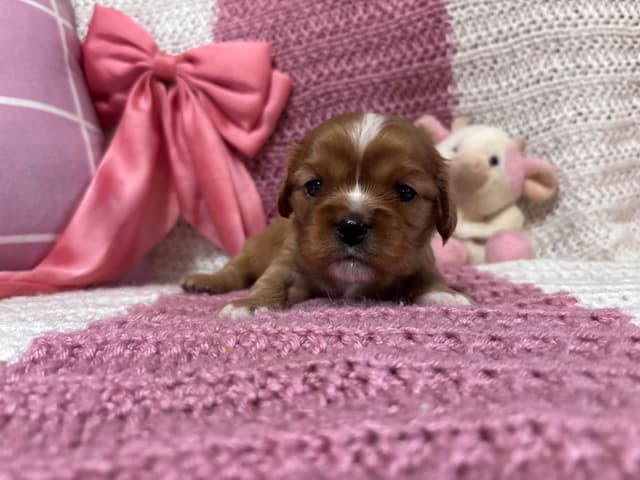 Cavalier King Charles Spaniel Puppies media 10