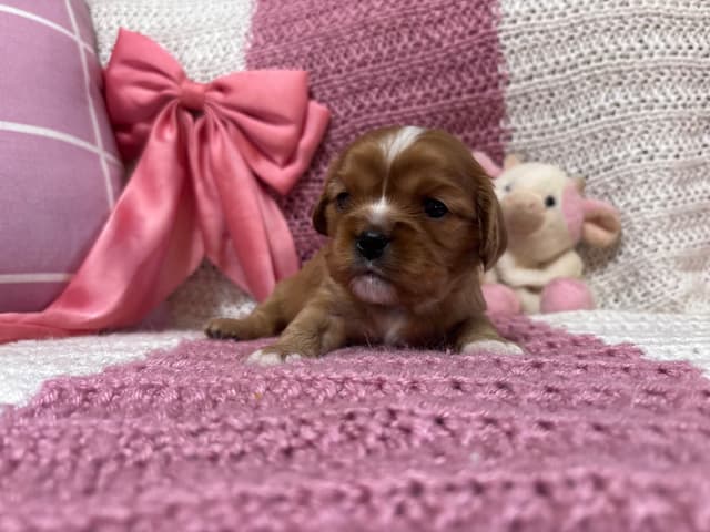 Cavalier King Charles Spaniel Puppies media 14