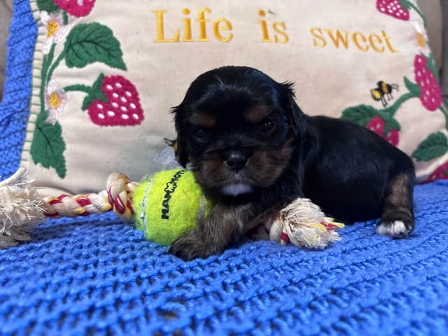 Cavalier King Charles Spaniel Puppies media 11