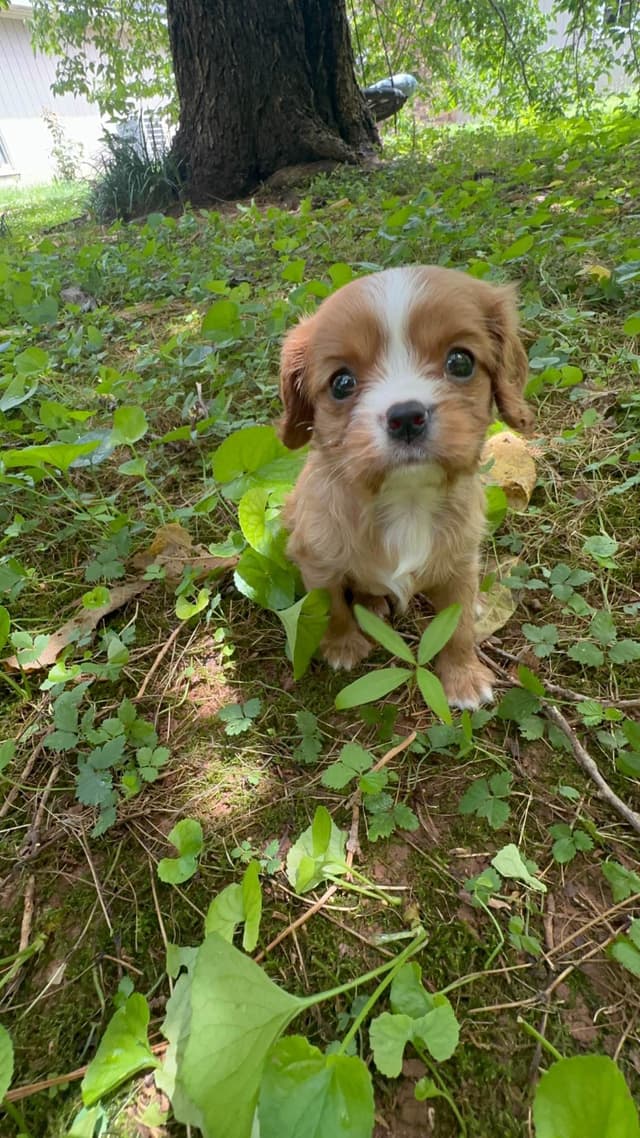 Cavalier King Charles Spaniel Puppies media 15