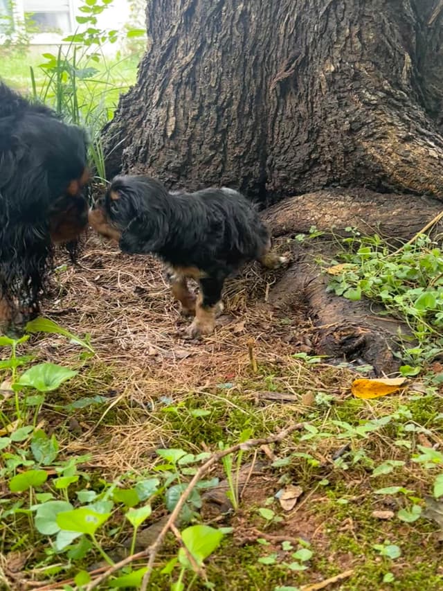 Cavalier King Charles Spaniel Puppies media 16