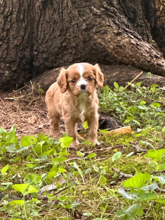 Cavalier King Charles Spaniel Puppies media 17