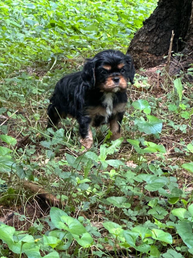 Cavalier King Charles Spaniel Puppies media 19