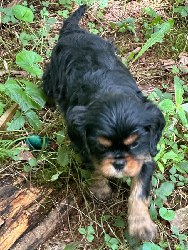 Cavalier King Charles Spaniel Puppies media 20
