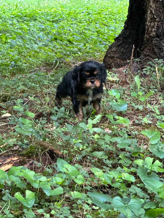 Cavalier King Charles Spaniel Puppies media 21