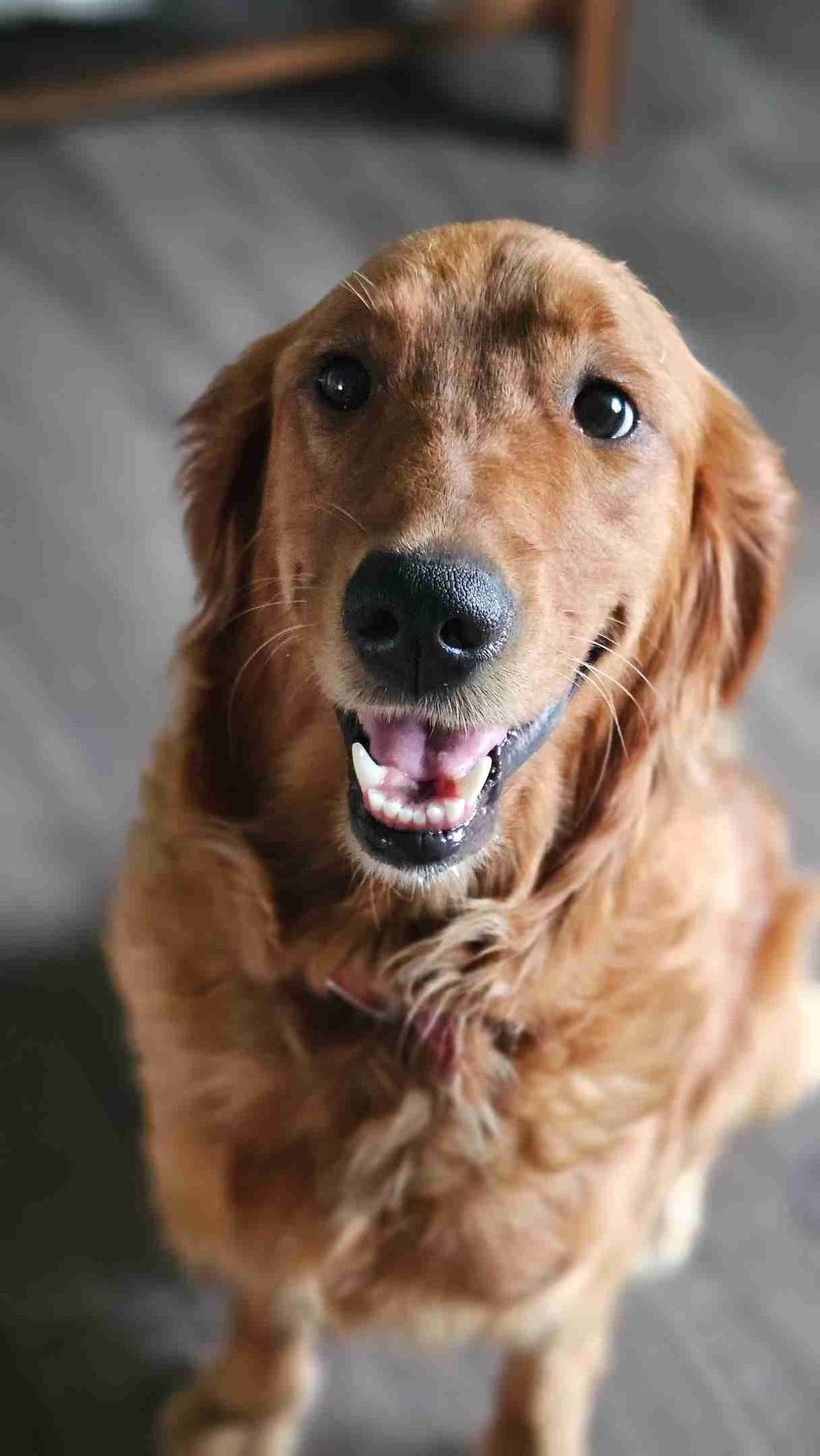 Golden Retriever Puppies expecting breeder image 1