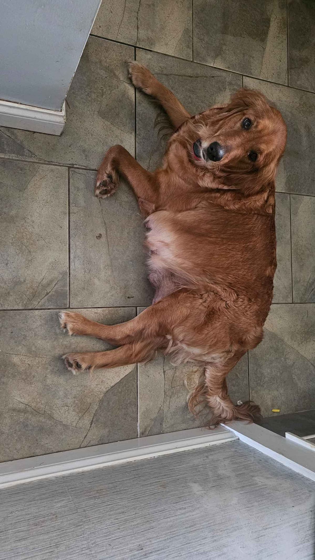Golden Retriever Puppies expecting breeder image 2