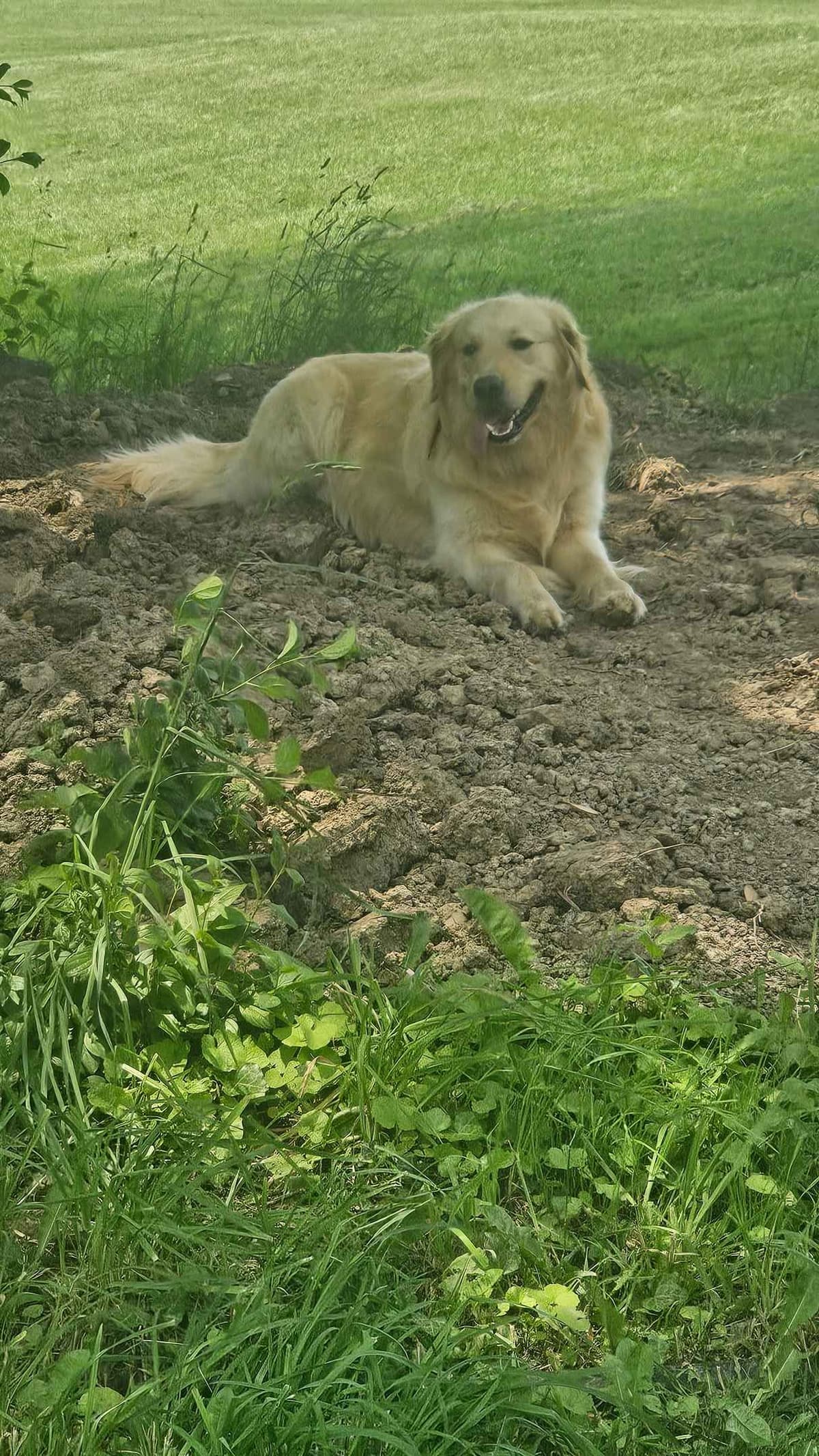 Golden Retriever Puppies expecting breeder image 3