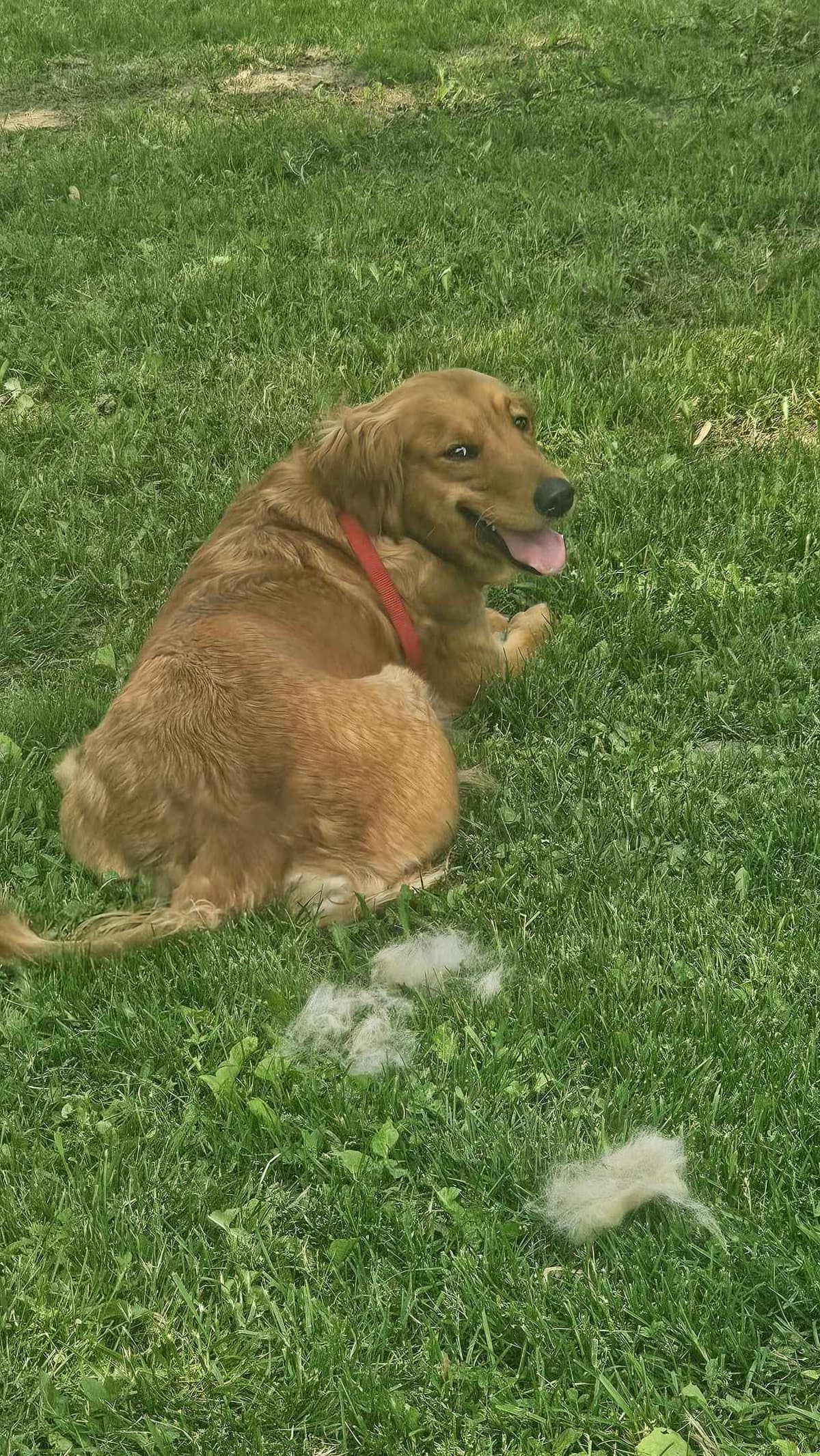 Golden Retriever Puppies expecting breeder image 4