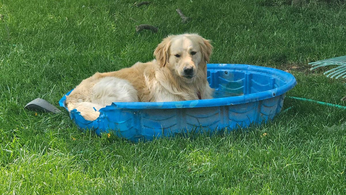 Golden Retriever Puppies expecting breeder image 5