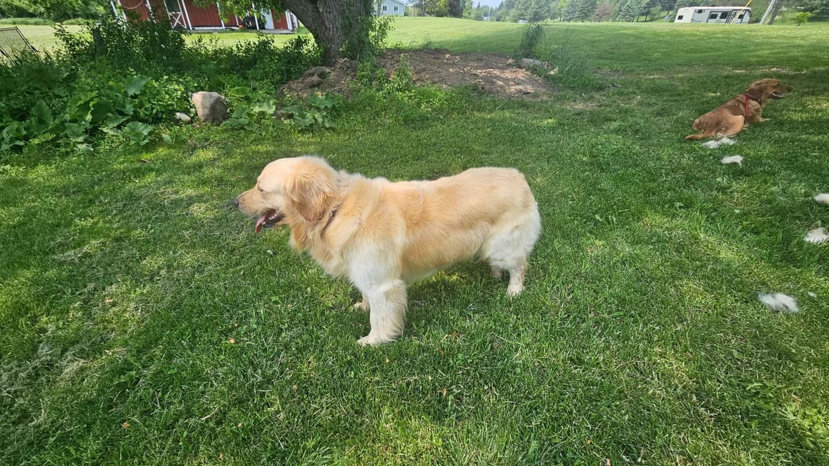 Golden Retriever Puppies expecting breeder image 6