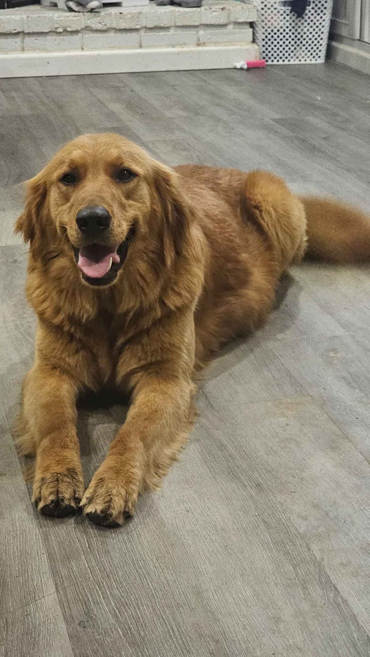 Golden Retriever Puppies expecting breeder image 7