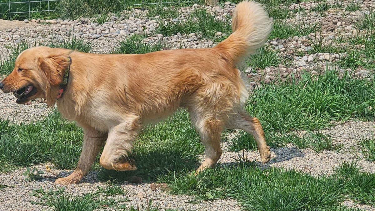 Golden Retriever Puppies expecting breeder image 8