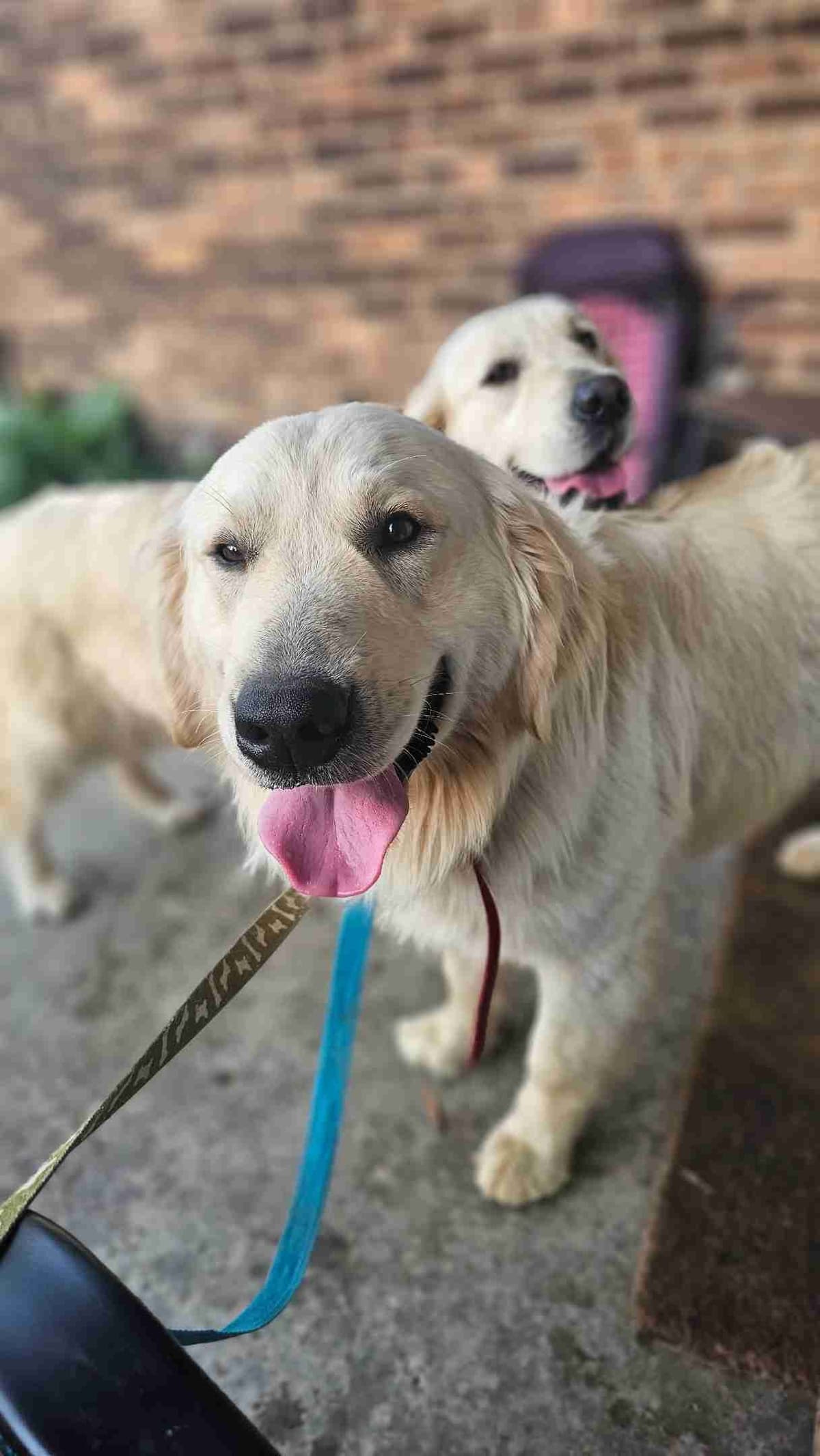 Golden Retriever Puppies expecting breeder image 9