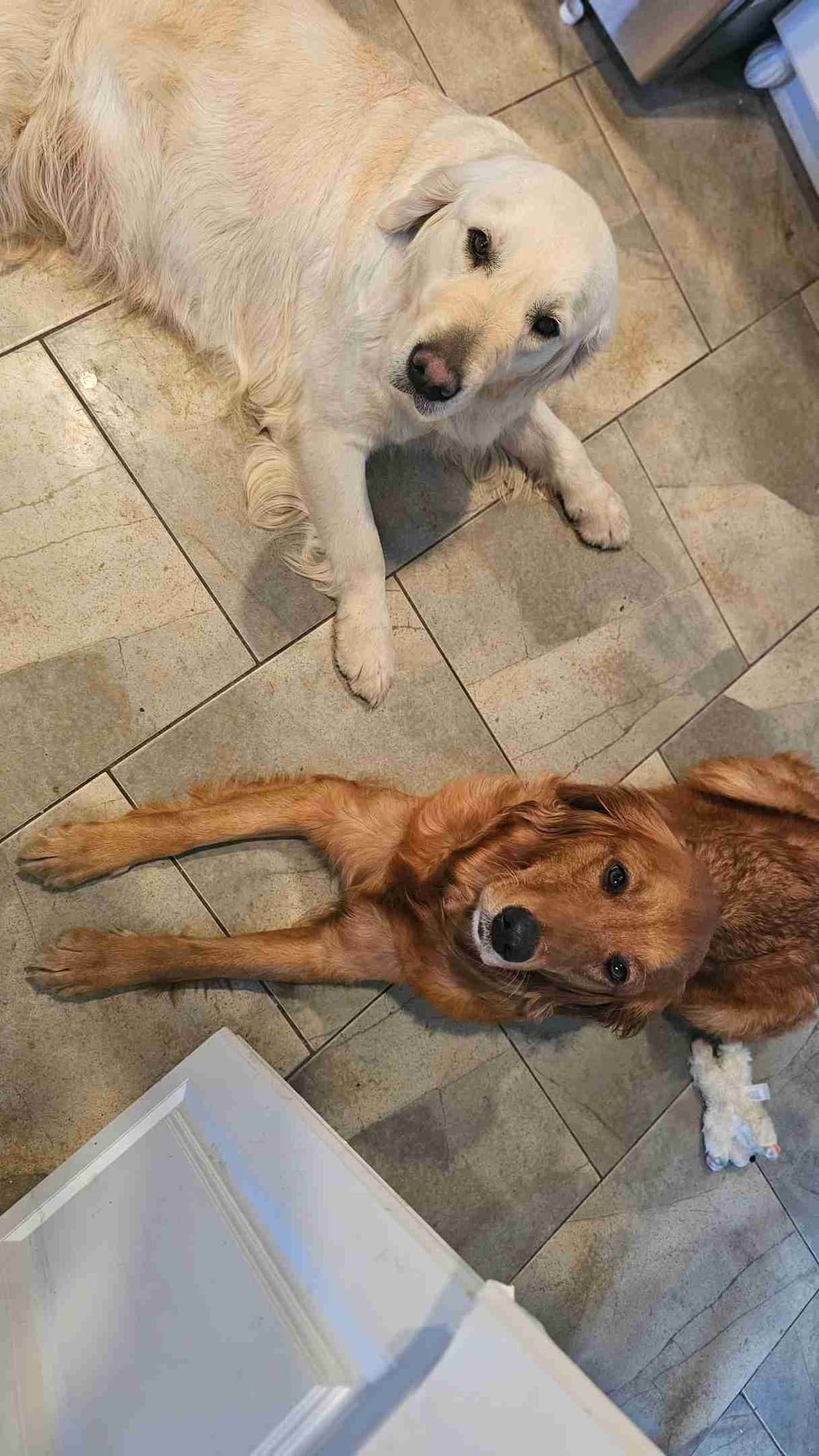 Golden Retriever Puppies expecting breeder image 11