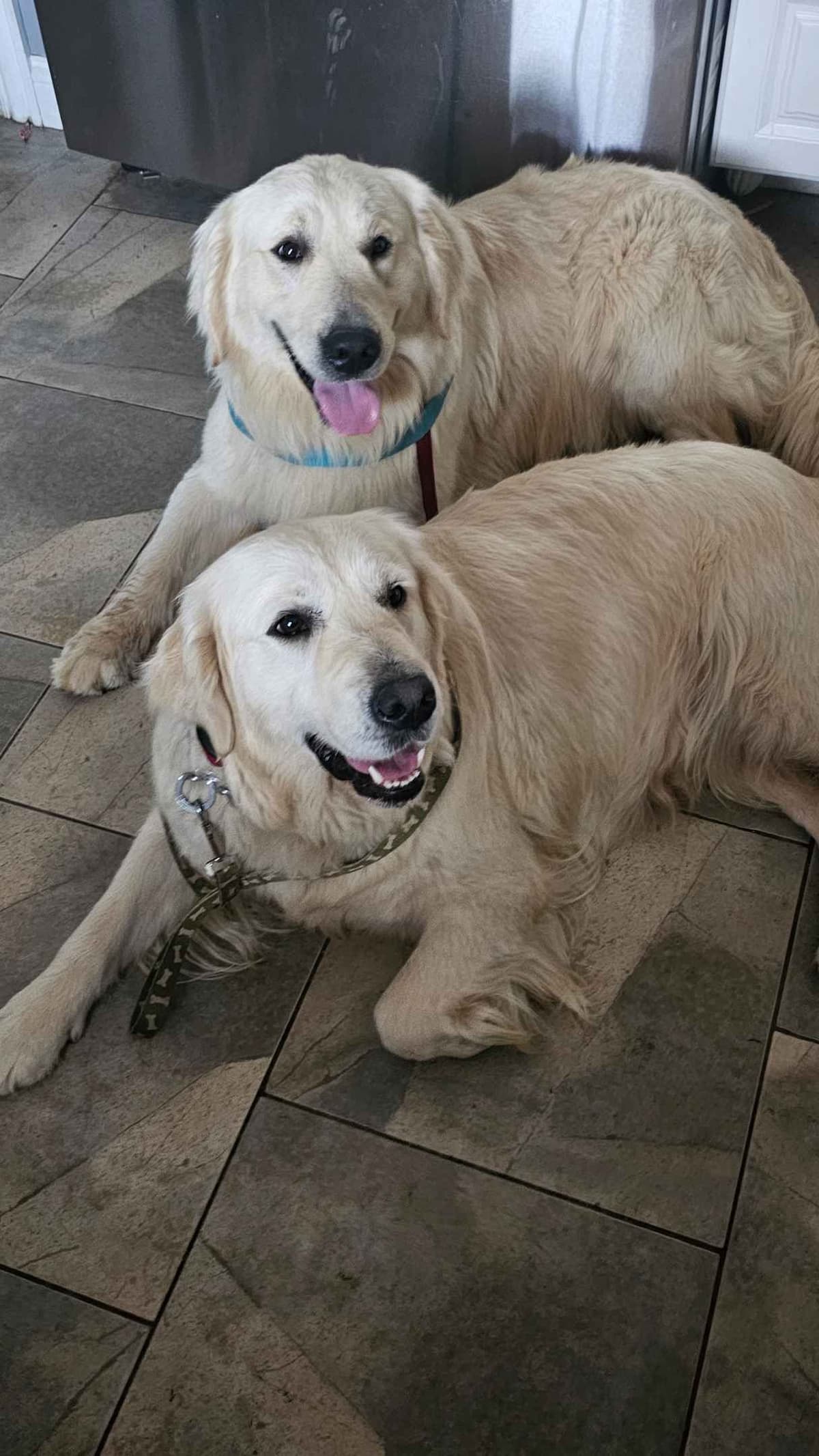 Golden Retriever Puppies expecting breeder image 10