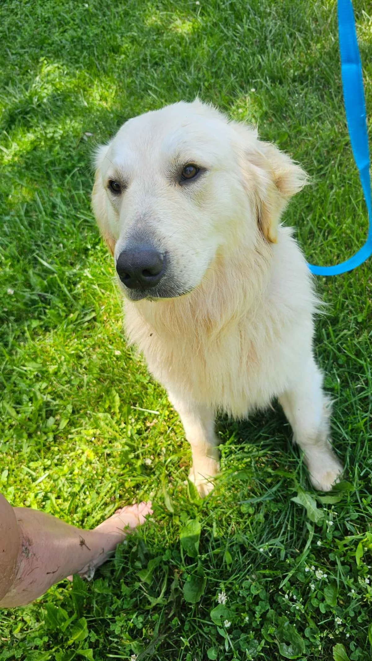 Golden Retriever Puppies expecting breeder image 12