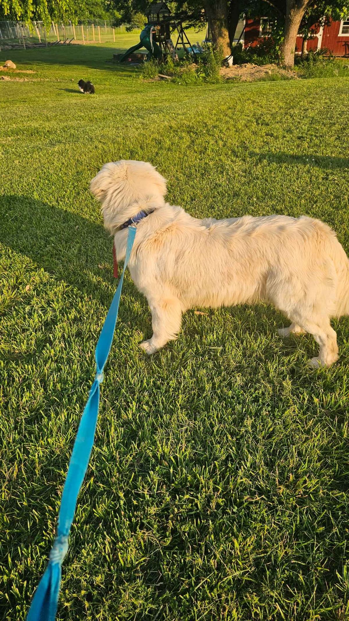 Golden Retriever Puppies expecting breeder image 13