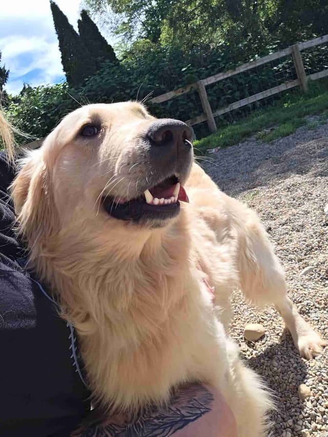 Golden Retriever Puppies expecting media 2