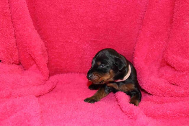 Doberman Pinscher Puppies media 3