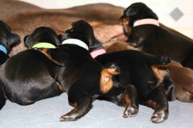 Doberman Pinscher Puppies media 4