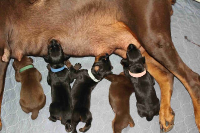 Doberman Pinscher Puppies media 5