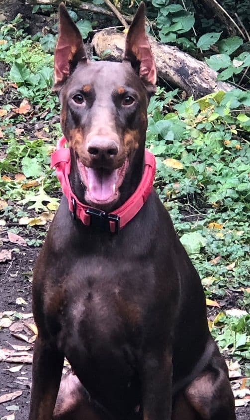 Doberman Pinscher Puppies media 6