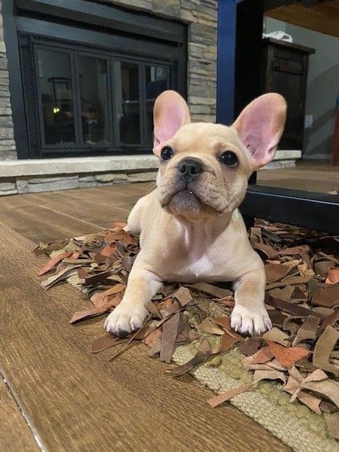 French Bulldog Puppies breeder image 1