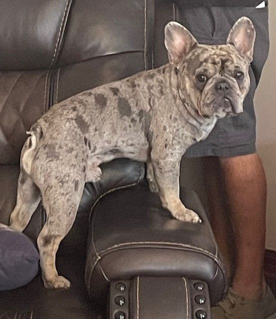 French Bulldog Puppies breeder image 4