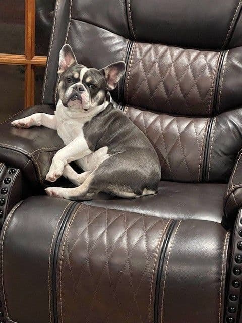 French Bulldog Puppies breeder image 2