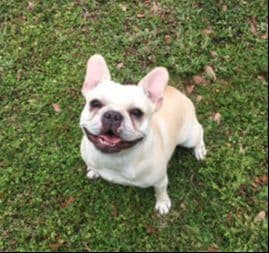 French Bulldog Puppies breeder image 3