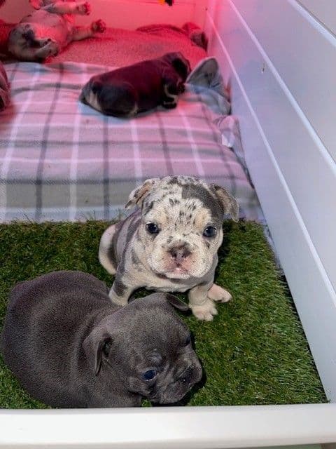 French Bulldog Puppies breeder image 5