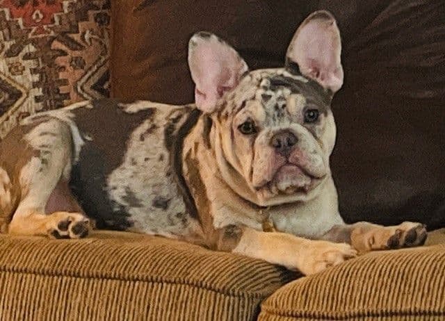 French Bulldog Puppies breeder image 6