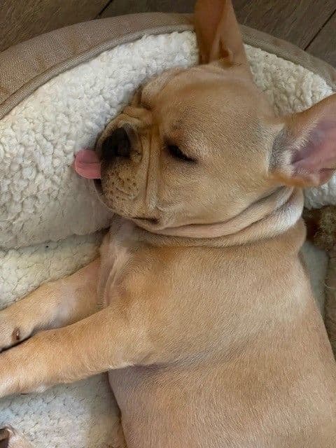 French Bulldog Puppies breeder image 7