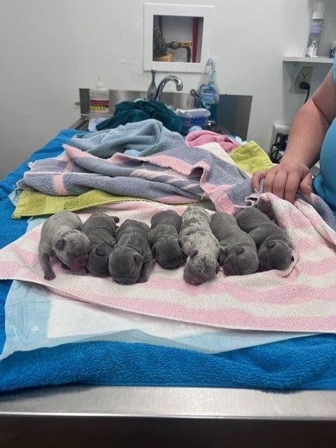 French Bulldog Puppies breeder image 8
