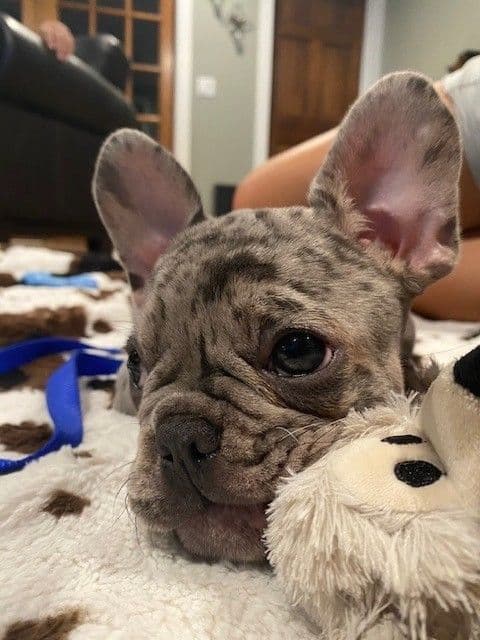 French Bulldog Puppies breeder image 9